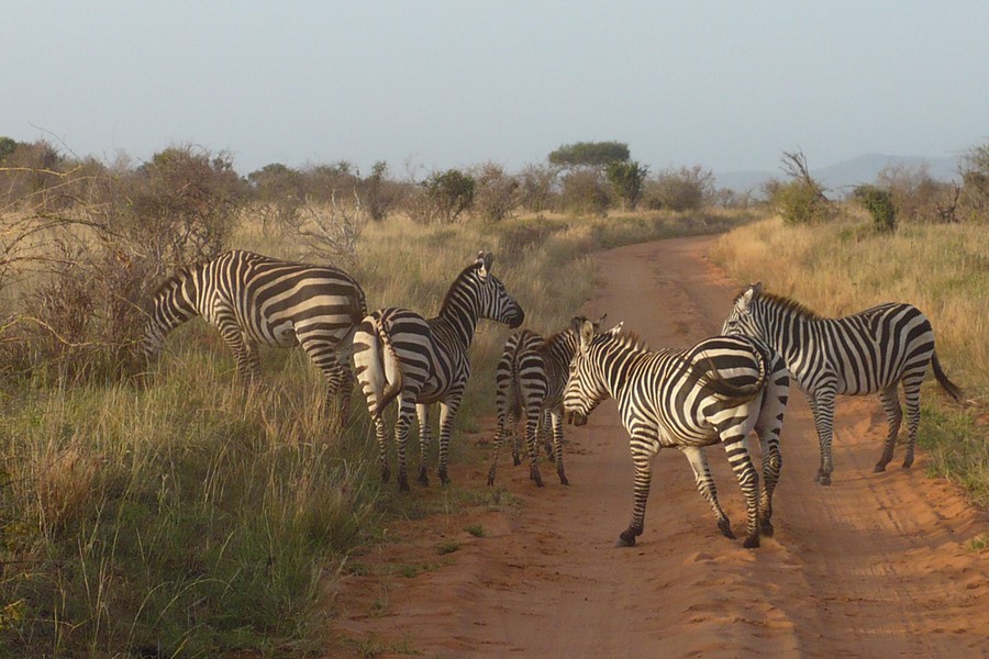 Amboseli National Park – Tsavo West National Park